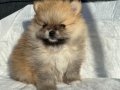 SHOW KALİTE SAFKAN POMERANİAN BOO