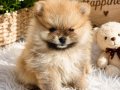 SHOW KALİTE SAFKAN POMERANİAN BOO