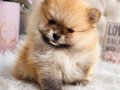SHOW KALİTE SAFKAN POMERANİAN BOO