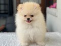 TEDY BEAR POMERANİAN BOO 