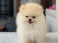 TEDY BEAR POMERANİAN BOO 