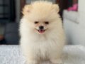 TEDY BEAR POMERANİAN BOO 
