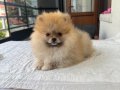 TEDY BEAR POMERANİAN BOO 