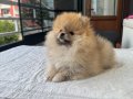 TEDY BEAR POMERANİAN BOO 