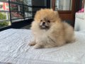 TEDY BEAR POMERANİAN BOO 