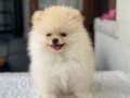 TEDY BEAR POMERANİAN BOO 