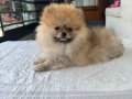 TEDY BEAR POMERANİAN BOO 
