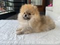 TEDY BEAR POMERANİAN BOO 