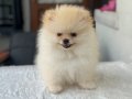 TEDY BEAR POMERANİAN BOO 
