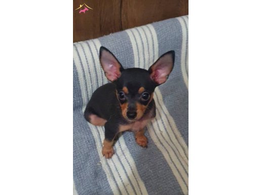 Orijinal minyatür pinçher 