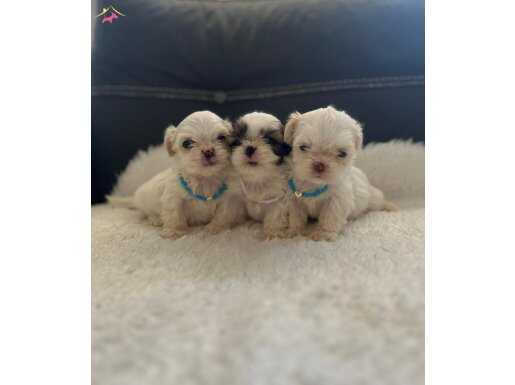 Tea cup shihtzu bebekler