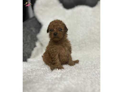 Poodle bebekler