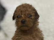 Poodle bebekler