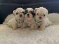 Tea cup shihtzu bebekler