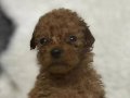 Poodle bebekler