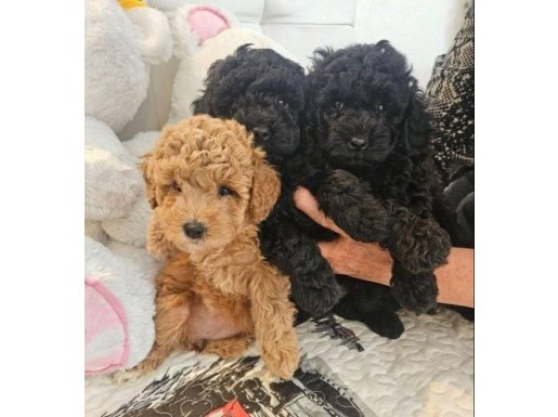 Kaçırma!Oyuncak gibi Toy-poodle yavruları