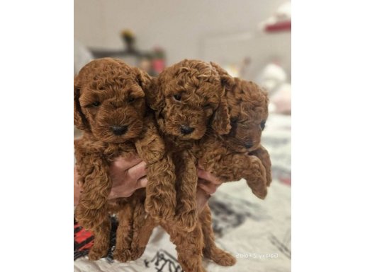 Çok Özel! Oyuncak gibi Toy-Poodle Yavruları 