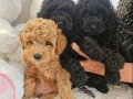 Kaçırma!Oyuncak gibi Toy-poodle yavruları