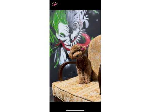 15 AYLIK TOY POODLE DAMIZLIK