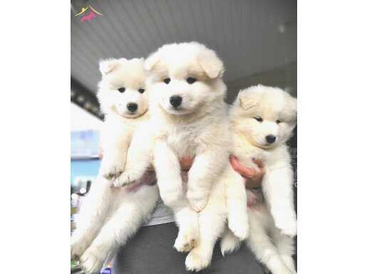 Kar beyaz Samoyed yavrularım.