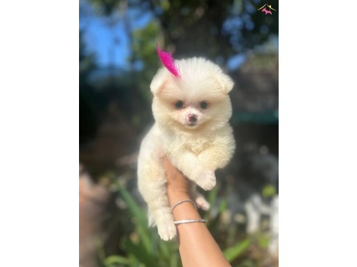 Tilki Surat Ve Ayı Surat Pomeranian boo yavrularım