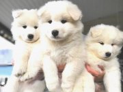 Kar beyaz Samoyed yavrularım.