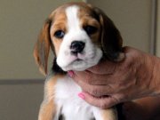 Avcı Beagle yavrularım