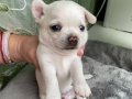 Elma surat chihuahua yavrularım