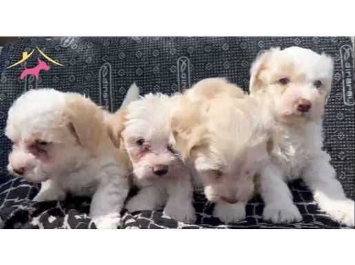 4 erkek 2 disi Maltipo Yavruları