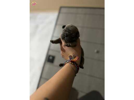 French buldog yavruları