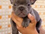 Teslime hazır french buldog