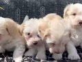 4 erkek 2 disi Maltipo Yavruları