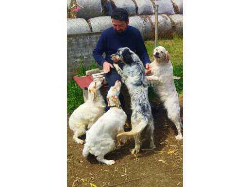 Setter Av köpeği 