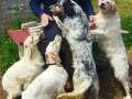 Setter Av köpeği 