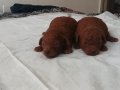 Dark Brown Toy Poodle Yavrularımız 