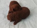 Dark Brown Toy Poodle Yavrularımız 