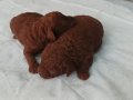 Dark Brown Toy Poodle Yavrularımız 
