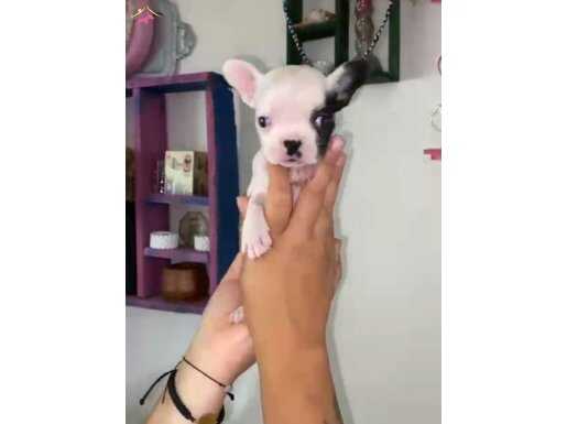 FRENCH BULLDOG YAVRULARIMIZ 