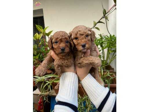 MÜKEMMEL KALİTEDE SON KALAN TOY POODLE YAVRULARİMİZ