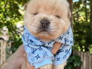 SON ERKEK MÜKEMMEL KALİTE CHOW CHOW YAVRULAR 