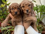 Mükemmel kalitede toy poodle yavrular 