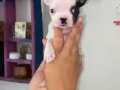 FRENCH BULLDOG YAVRULARIMIZ 
