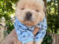 SON ERKEK MÜKEMMEL KALİTE CHOW CHOW YAVRULAR 