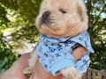 SON ERKEK MÜKEMMEL KALİTE CHOW CHOW YAVRULAR 
