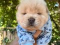 SON ERKEK MÜKEMMEL KALİTE CHOW CHOW YAVRULAR 
