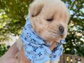 SON ERKEK MÜKEMMEL KALİTE CHOW CHOW YAVRULAR 