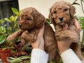 Mükemmel kalitede toy poodle yavrular 
