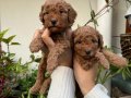 Mükemmel kalitede toy poodle yavrular 