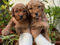 Mükemmel kalitede toy poodle yavrular 