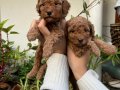 Mükemmel kalitede toy poodle yavrular 